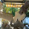 Wonderful Hammock with bars and Macramé