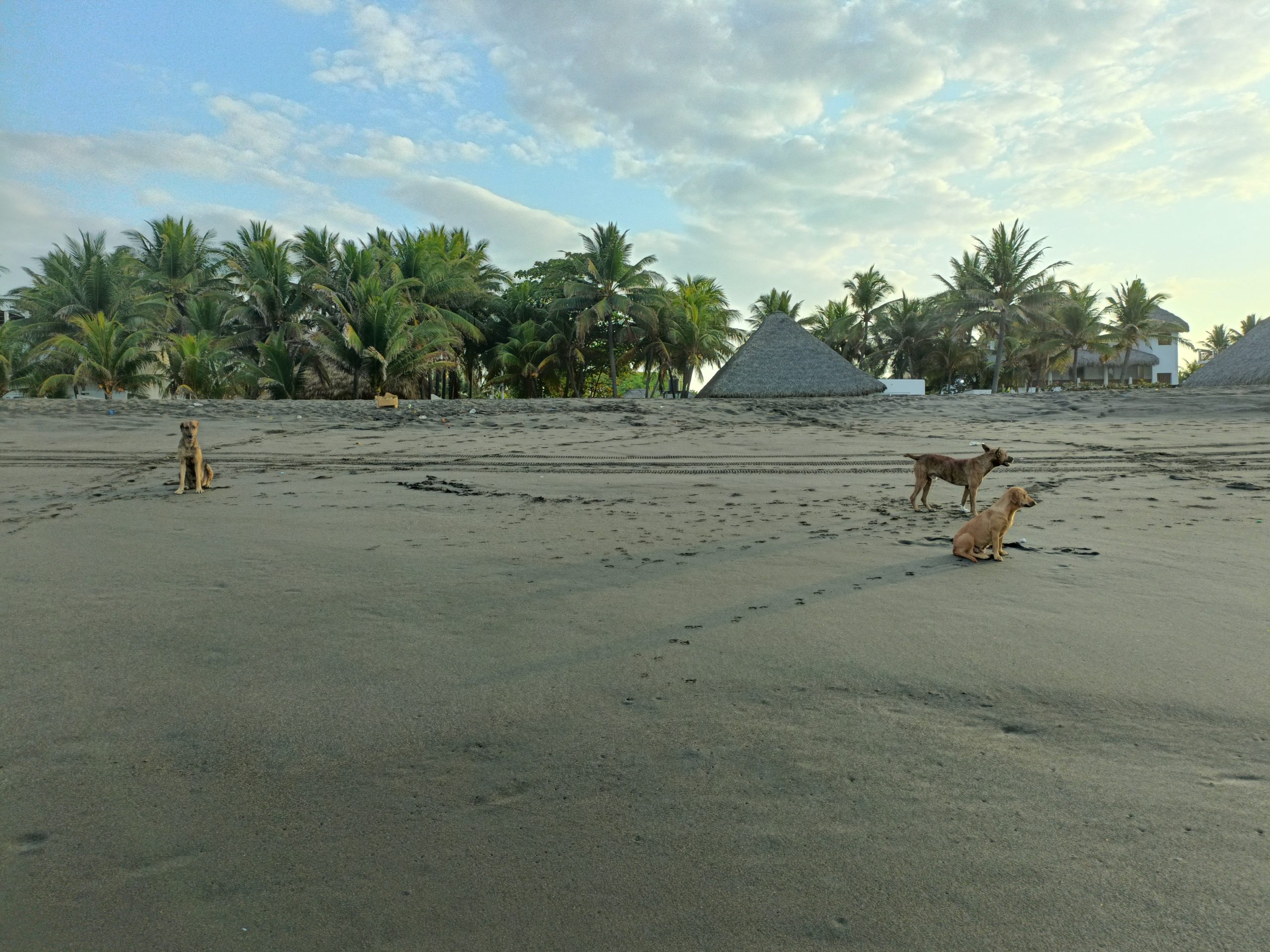 dogs on the beach of monterrico early morning mayan dreams