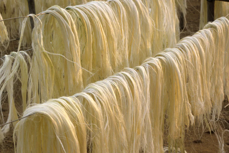 Sisal fiber - Agave - used for first hammocks